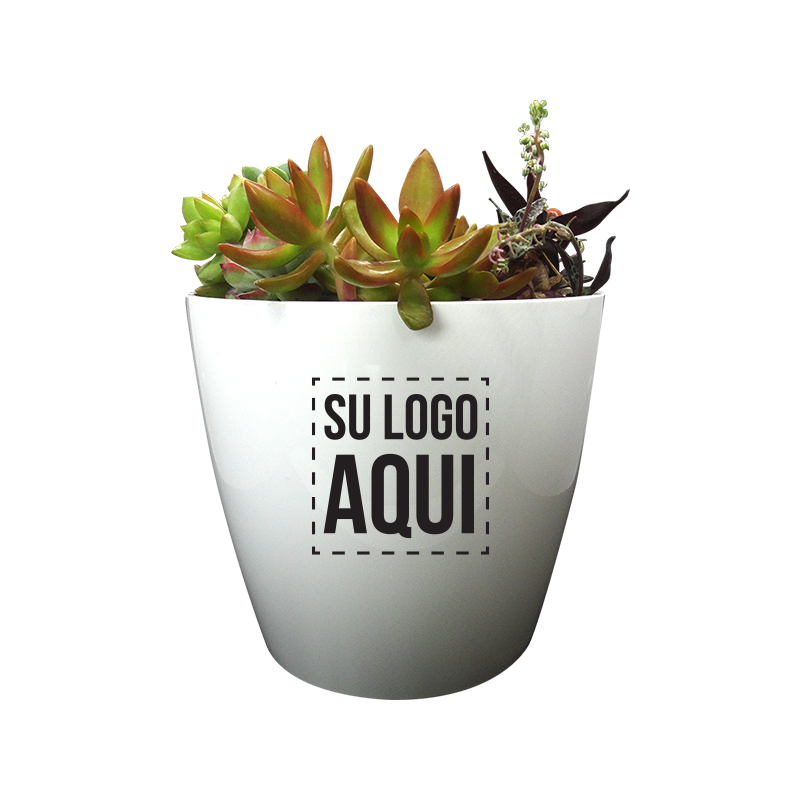 Terrarios de suculentas