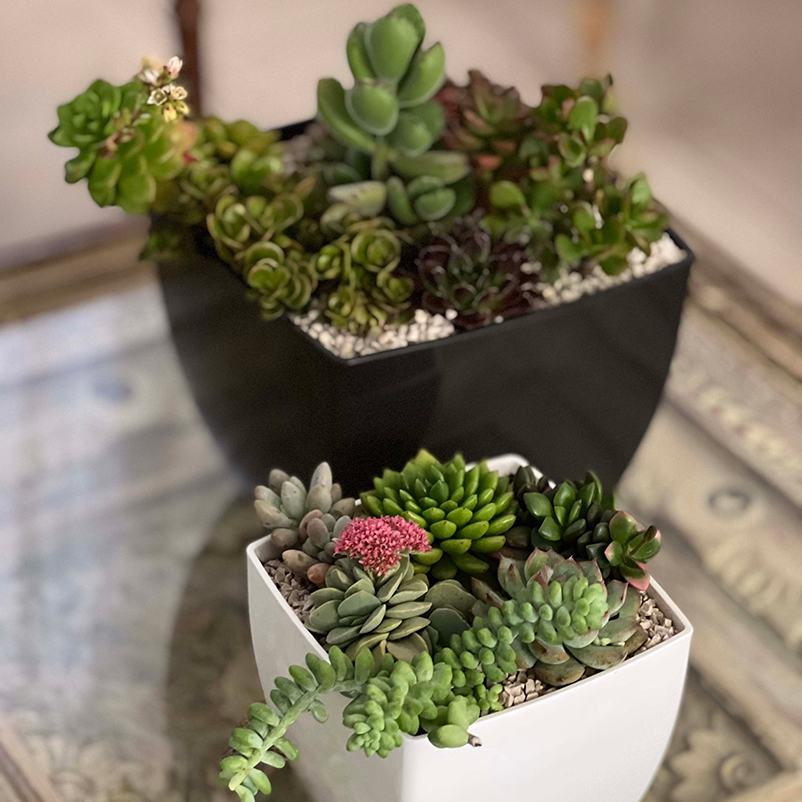 Terrarios de suculentas